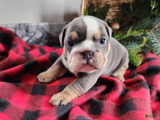 English Bulldog dogs Elliot - Ad 25