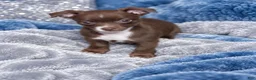 Chihuahua dogs for sale: Midnight-Chocolate  - Ad 24