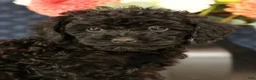 Havapoo dogs for sale: Dahlia - Ad 8