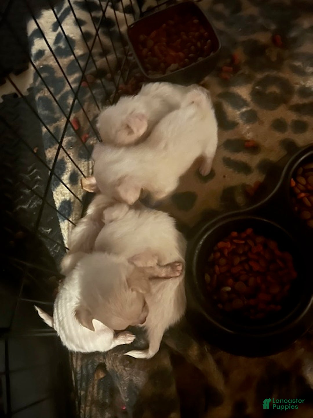 Pomchi dogs for sale: Pomchi Puppy 2 - Ad 2