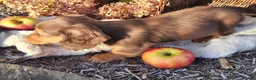 Miniature Dachshund dogs for sale: Dolly - Ad 25