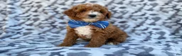 Cavapoo dogs for sale: Astor - Ad 5