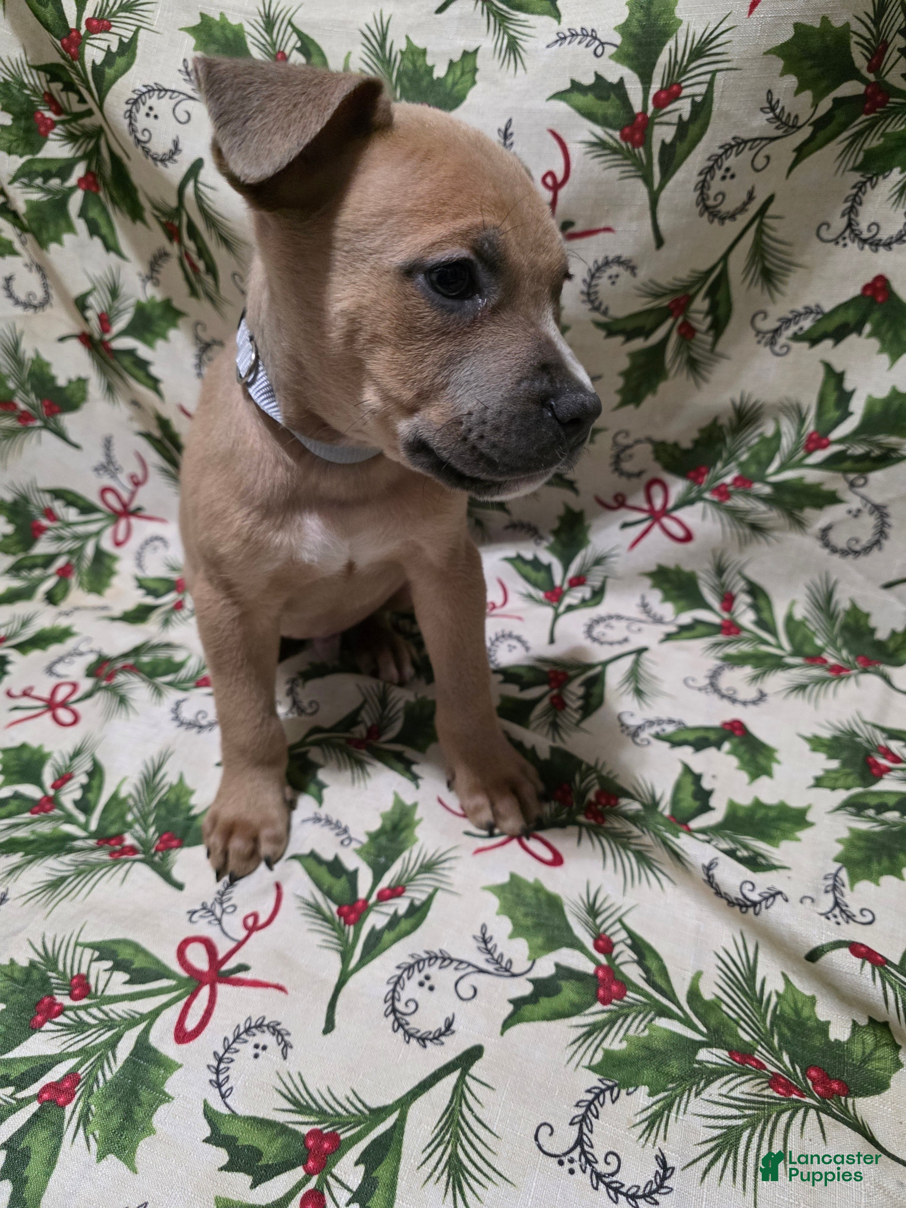 Mixed Breed dogs Ares - Ad 36