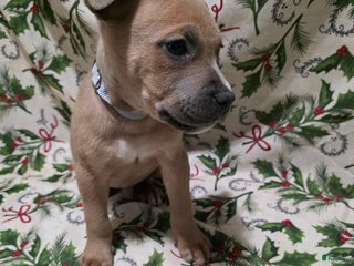 Mixed Breed dogs Ares - Ad 36