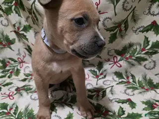 Mixed Breed dogs Ares - Ad 42