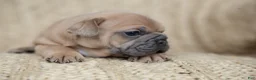 French Bulldog dogs for sale: Penny AKC - Ad 26