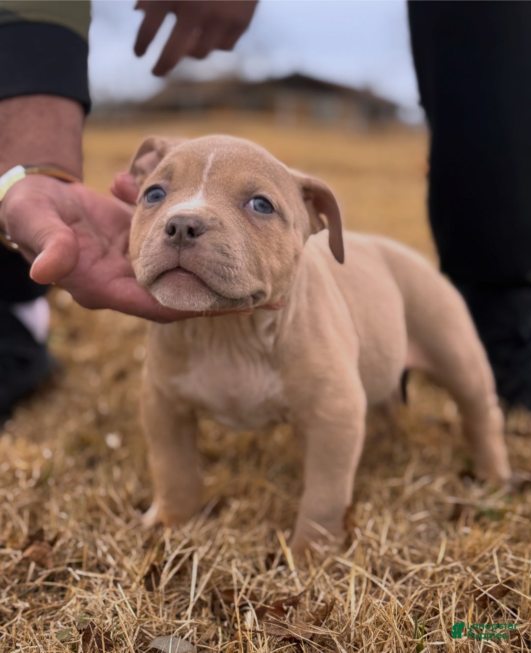 American Bully dogs for sale: Layla - Ad 3