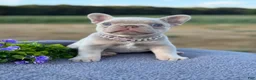 French Bulldog dogs for sale: Cami  - Ad 4