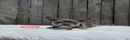 Frenchton dogs for sale: Drew - Ad 3