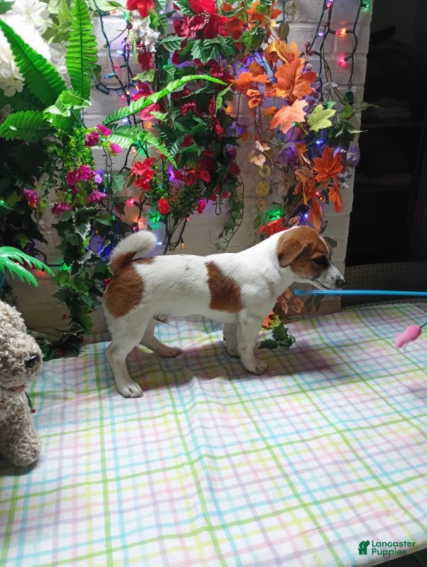 Jack Russell Terrier dogs for sale: Roscoe - Ad 1