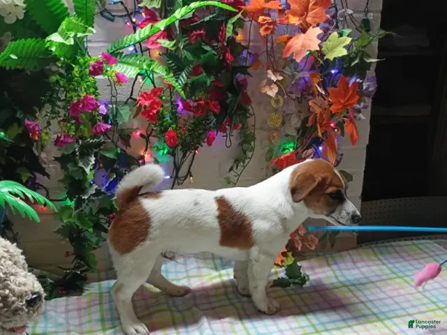 Jack Russell Terrier dogs for sale: Roscoe - Ad 1