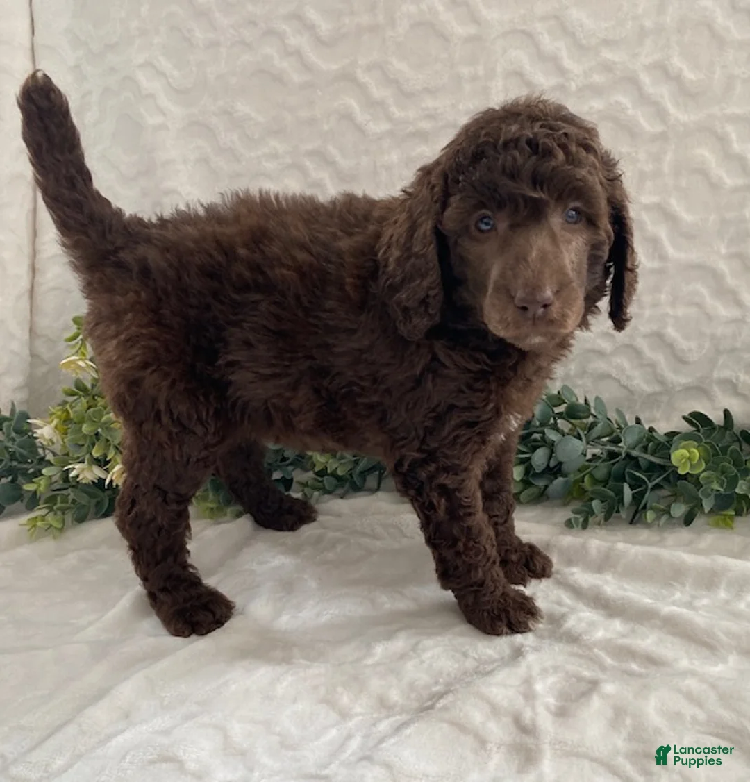 Standard Poodle dogs for sale: Krystal- genetic clear - Ad 3