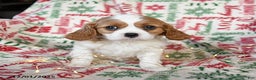 Cavalier King Charles Spaniel dogs for sale: Blossom - Ad 1