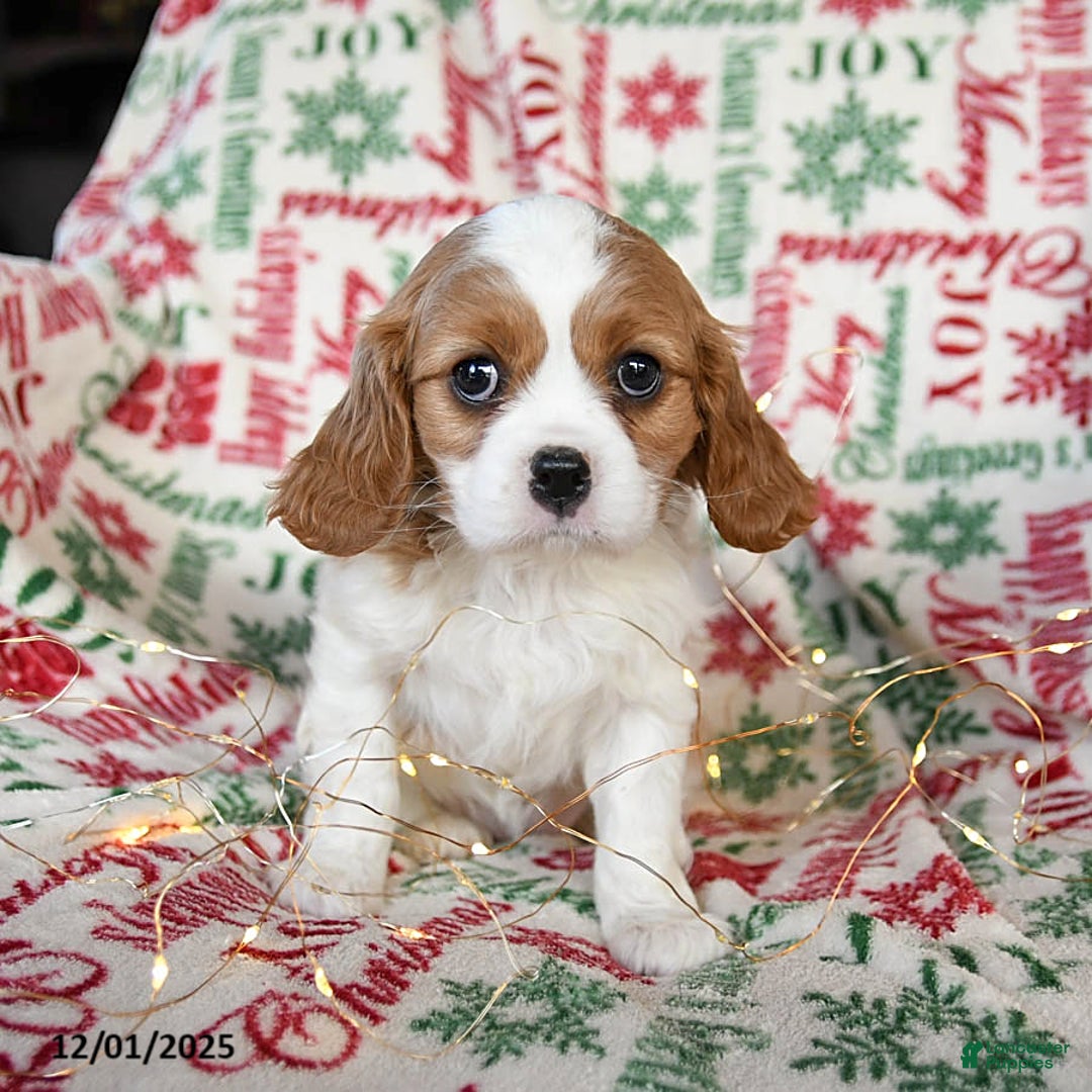Cavalier King Charles Spaniel dogs for sale: Blossom - Ad 1