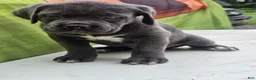 Cane Corso dogs for sale: MOCHA - Ad 2