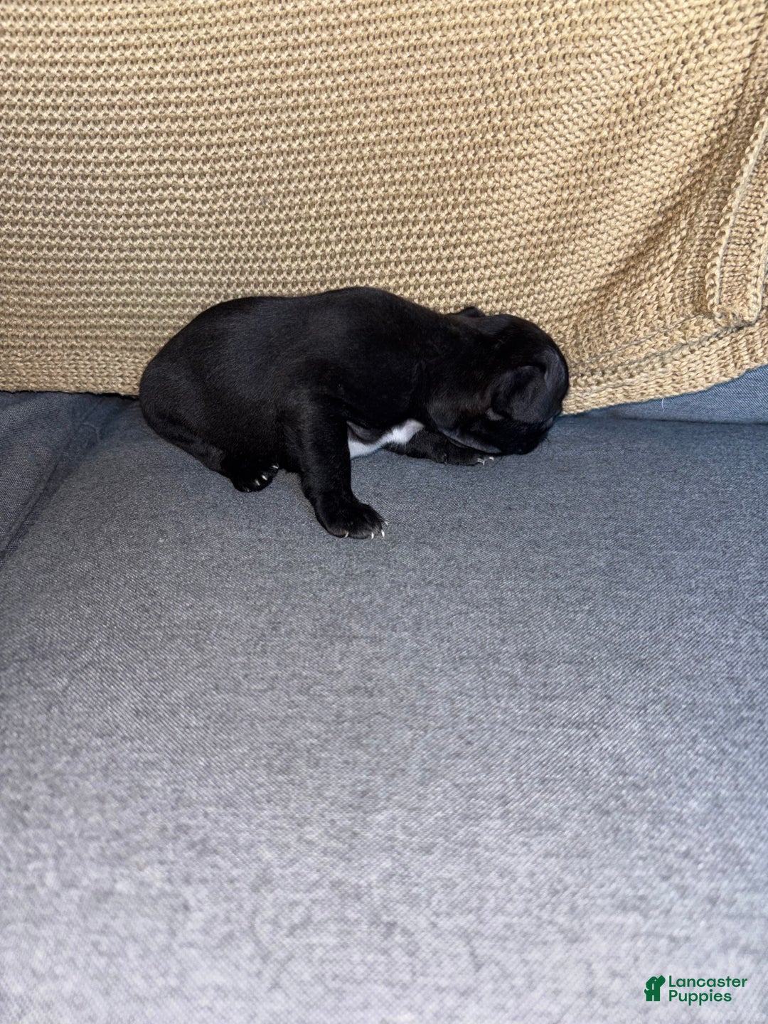 Frenchton dogs for sale: JR. - Ad 4