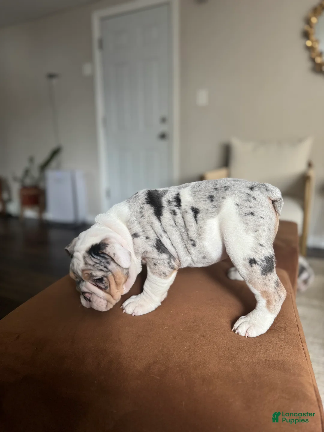 English Bulldog dogs for sale: Merle English Bulldog Puppy 1 - Ad 2