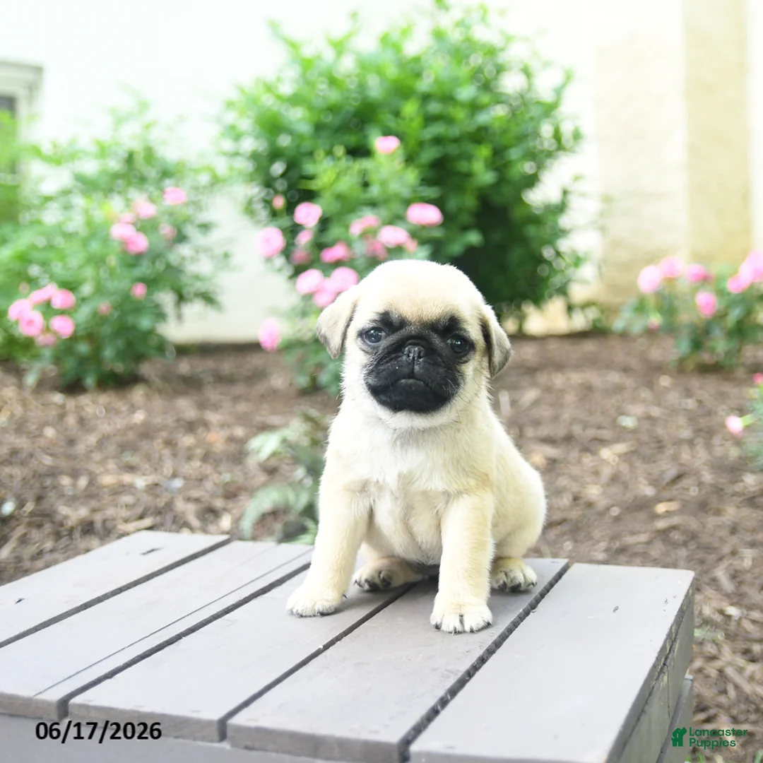 Pug dogs for sale: Kallie - Ad 1