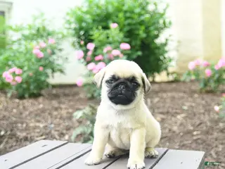 Pug dogs for sale: Kallie - Ad 3