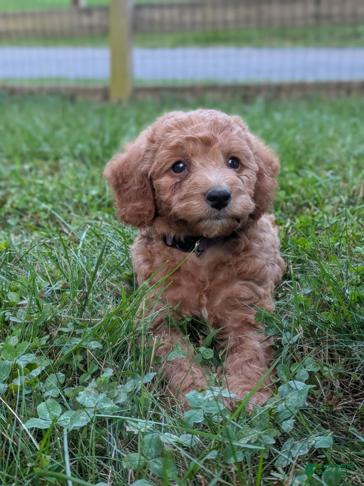 Miniature Labradoodle dogs Prissy - Ad 2