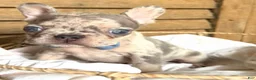 French Bulldog dogs for sale: French Bulldog 7 - Ad 8