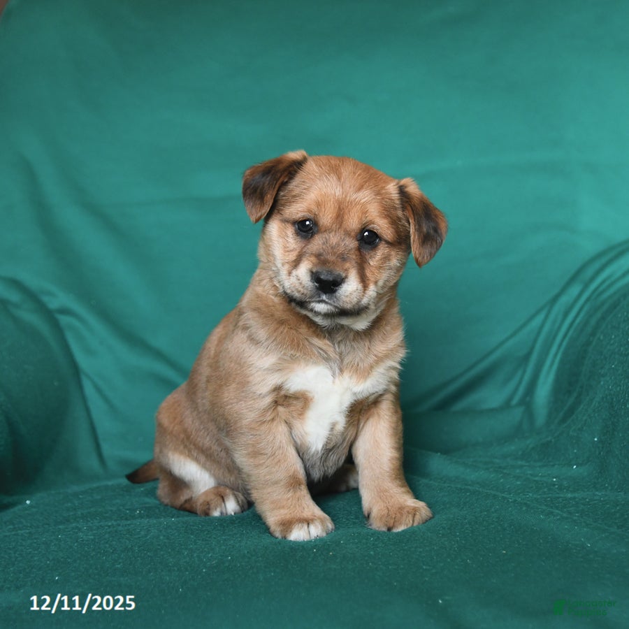 Mixed Breed dogs Joe - Ad 41