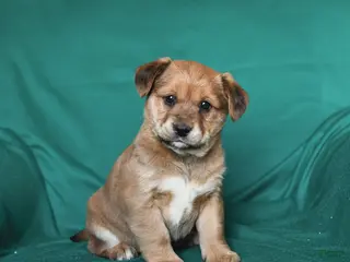 Mixed Breed dogs Joe - Ad 32