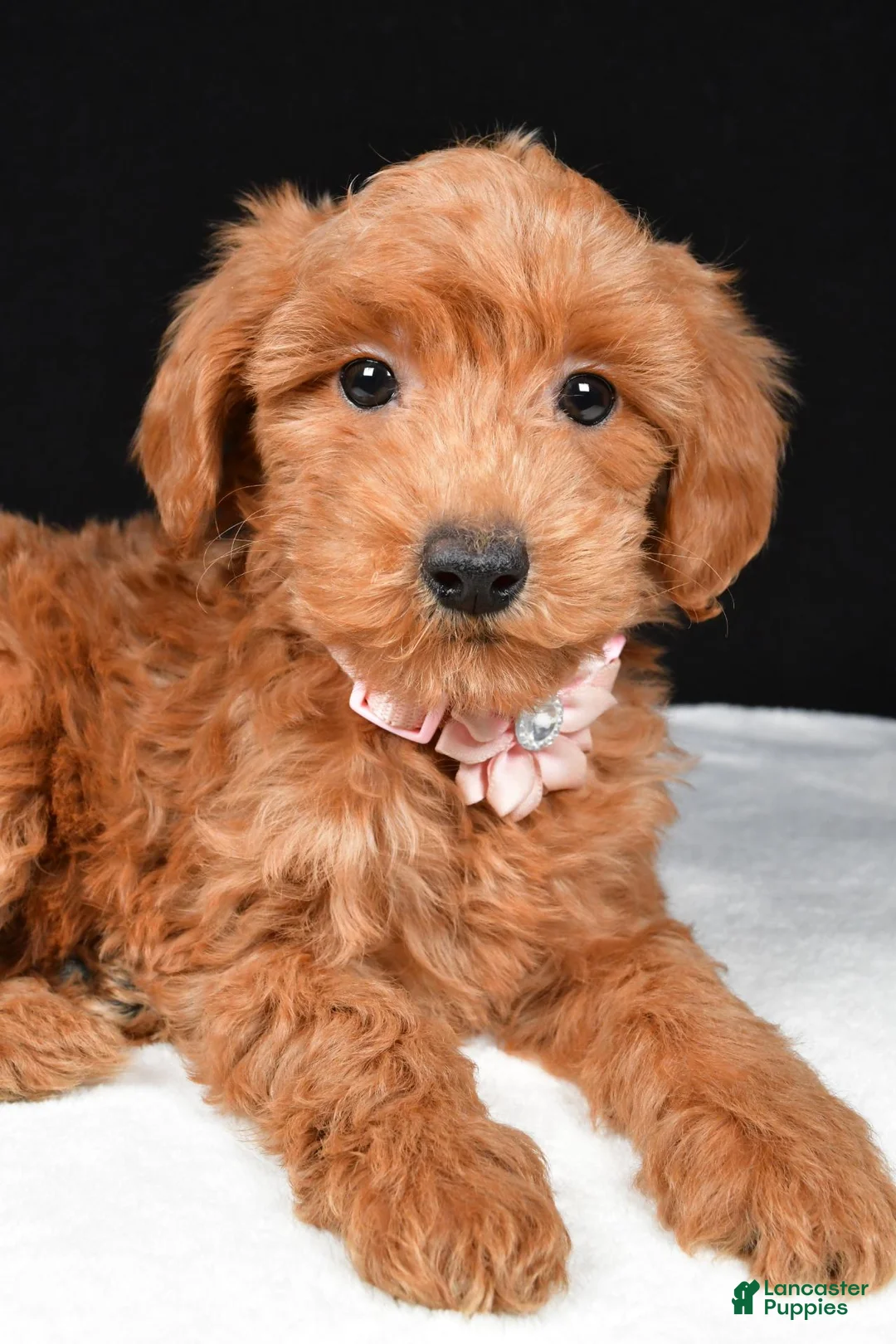 Mini Goldendoodle dogs for sale: Sheila F1B - Ad 2