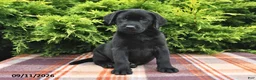 Labrador Retriever dogs for sale: Kallie - Ad 5
