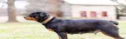 Rottweiler dogs for sale: Rottweiler Puppy 1 - Ad 5