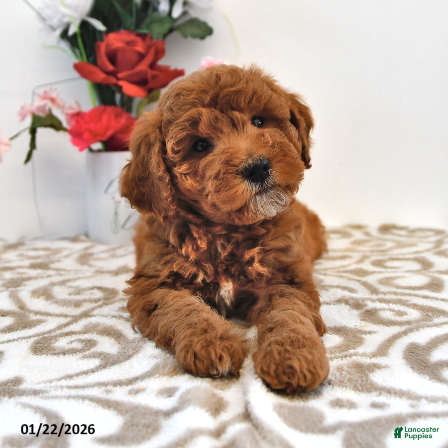 Mini Goldendoodle dogs Cupcake - Ad 14