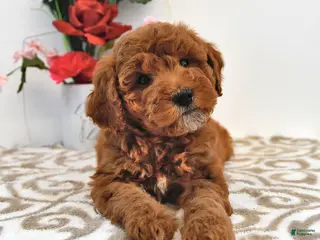 Mini Goldendoodle dogs Cupcake - Ad 19