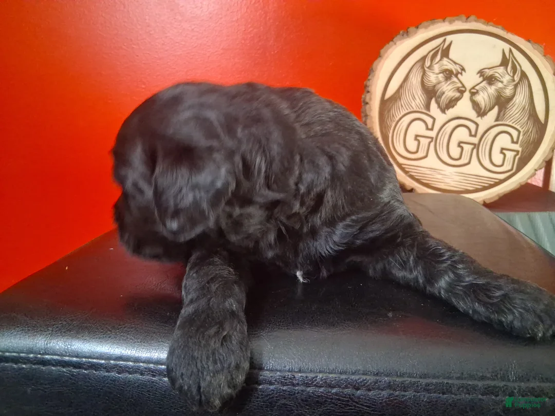 Giant Schnauzer dogs for sale: Blaze - Ad 2