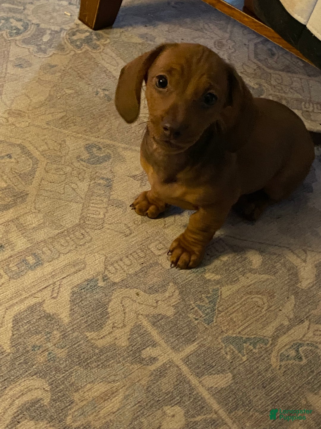 Miniature Dachshund dogs for sale: Miniature Dachshund Puppy 1 - Ad 3