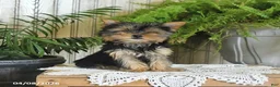 Yorkshire Terrier dogs for sale: Ruby - Ad 2