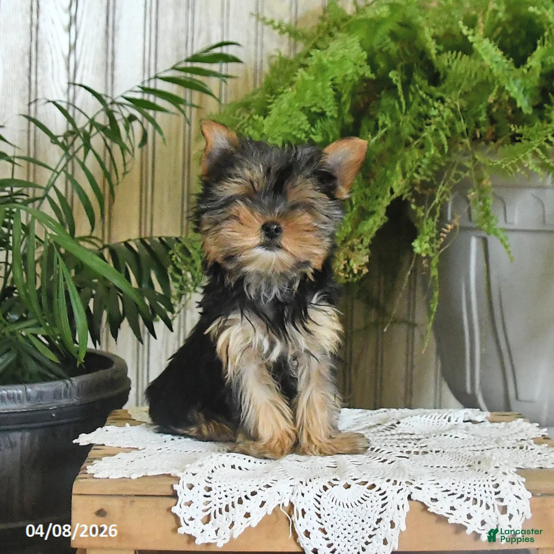 Yorkshire Terrier dogs for sale: Ruby - Ad 2