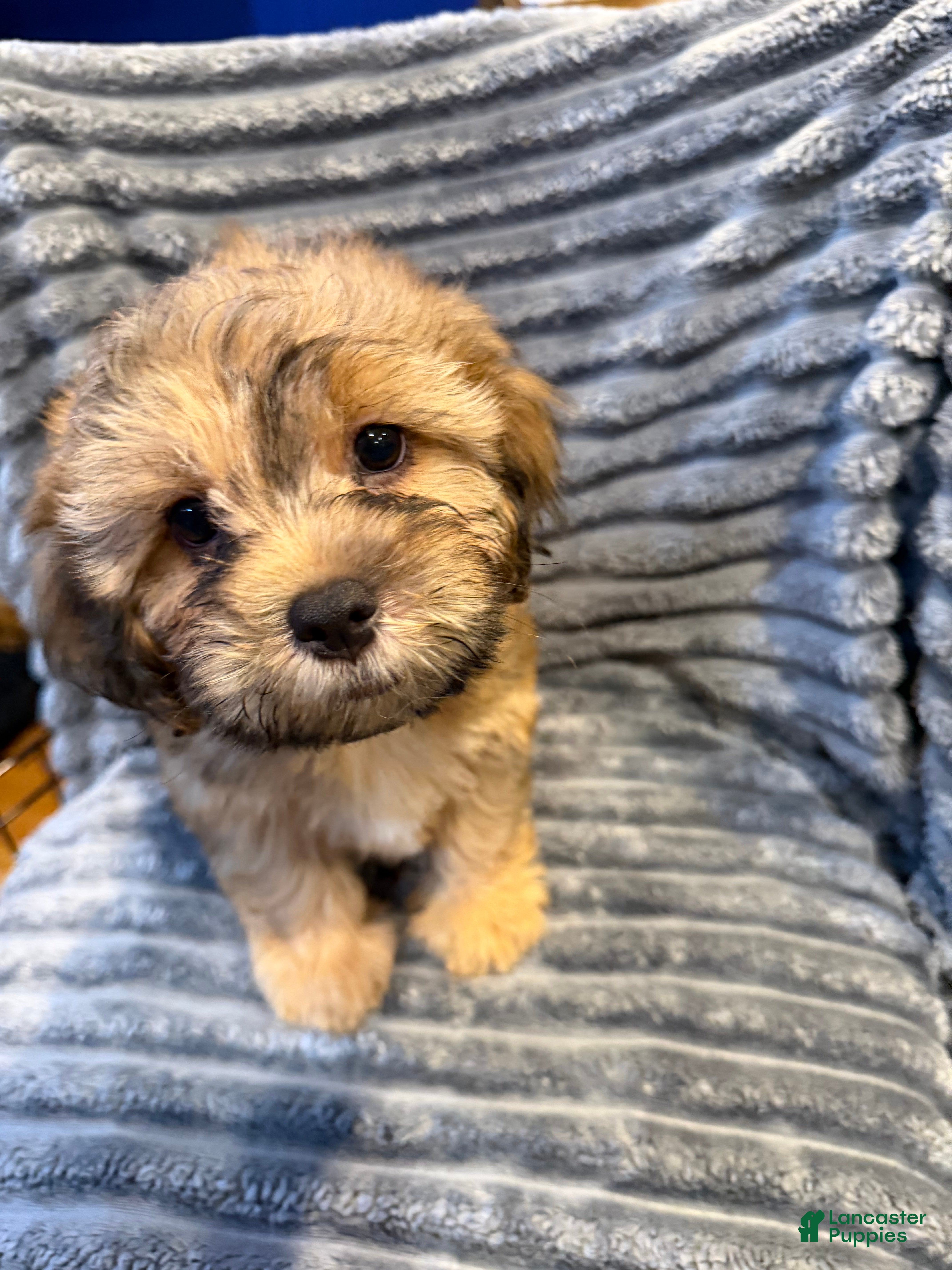 Mixed Breed dogs Mango - Ad 2