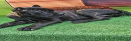 Cane Corso dogs for sale: ELLA - Ad 24