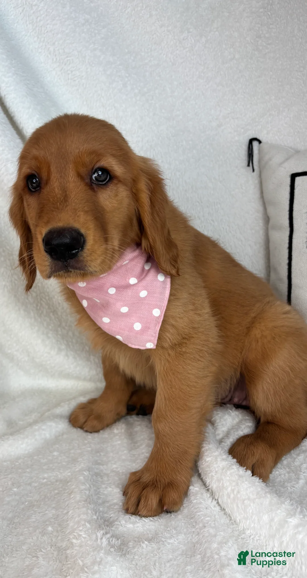 Golden Retriever dogs for sale: Gracie - Ad 5