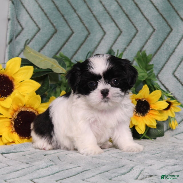 Shih Tzu dogs Ivy - Ad 1