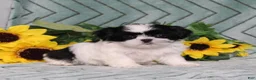 Shih Tzu dogs for sale: Ivy - Ad 1