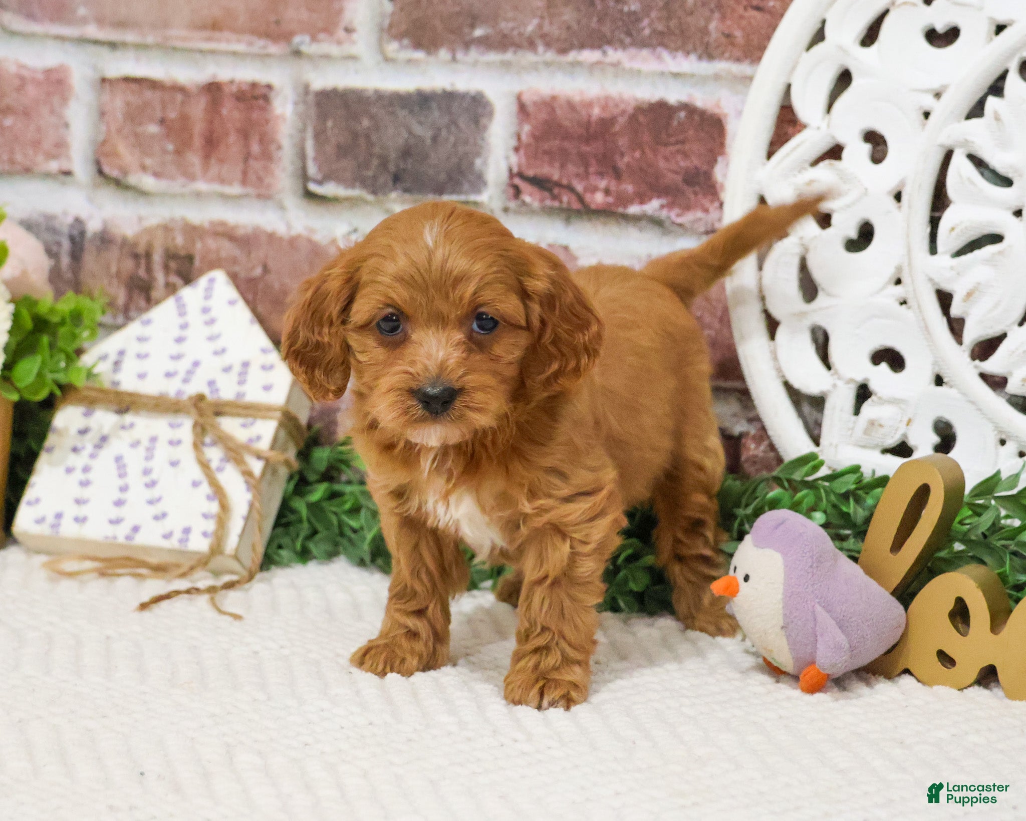 Cavapoo dogs Kelsie  - Ad 31