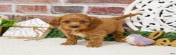 Cavapoo dogs for sale: Kelsie  - Ad 1