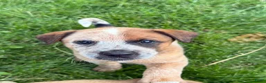 Australian Cattle Dog 5