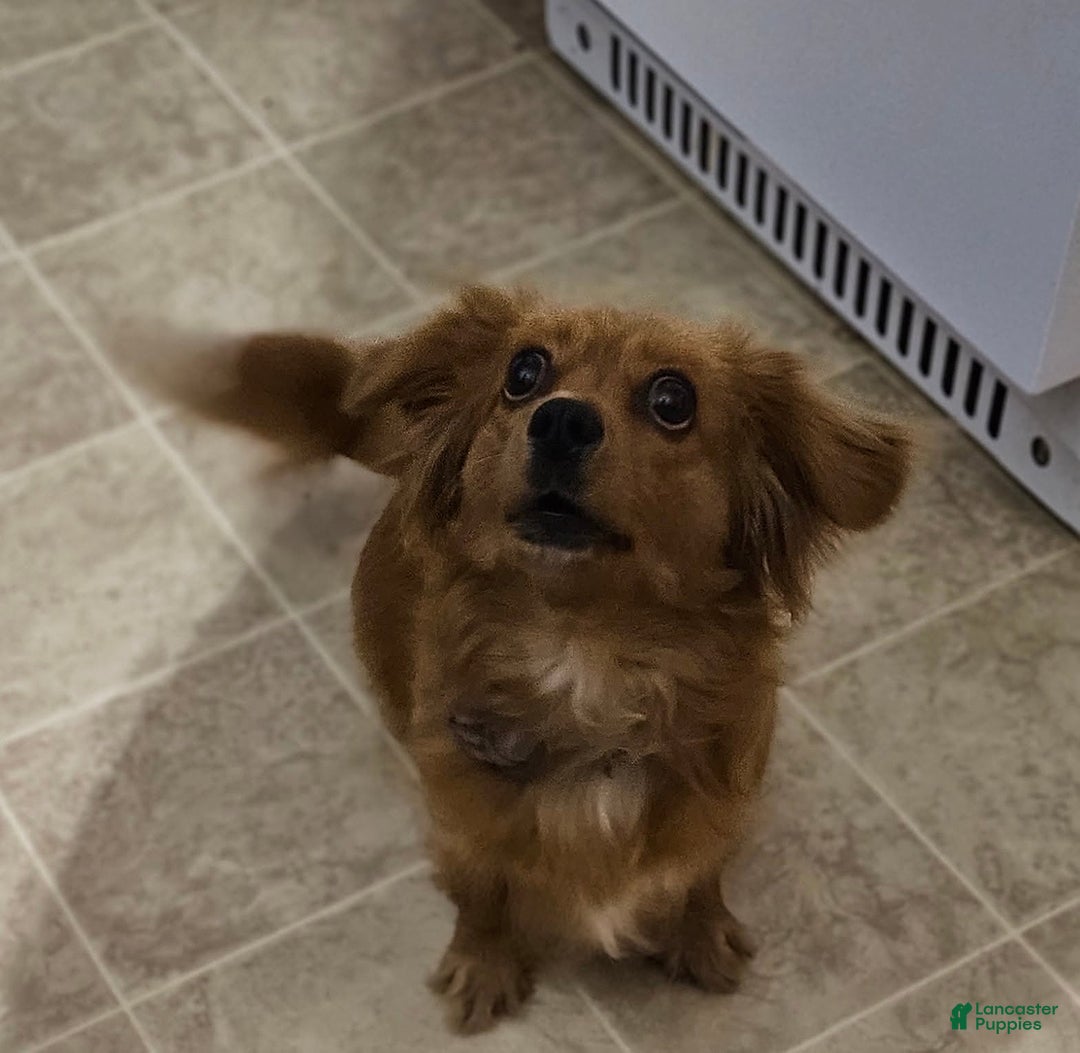 Mixed Breed dogs for sale: Jack  - Ad 6