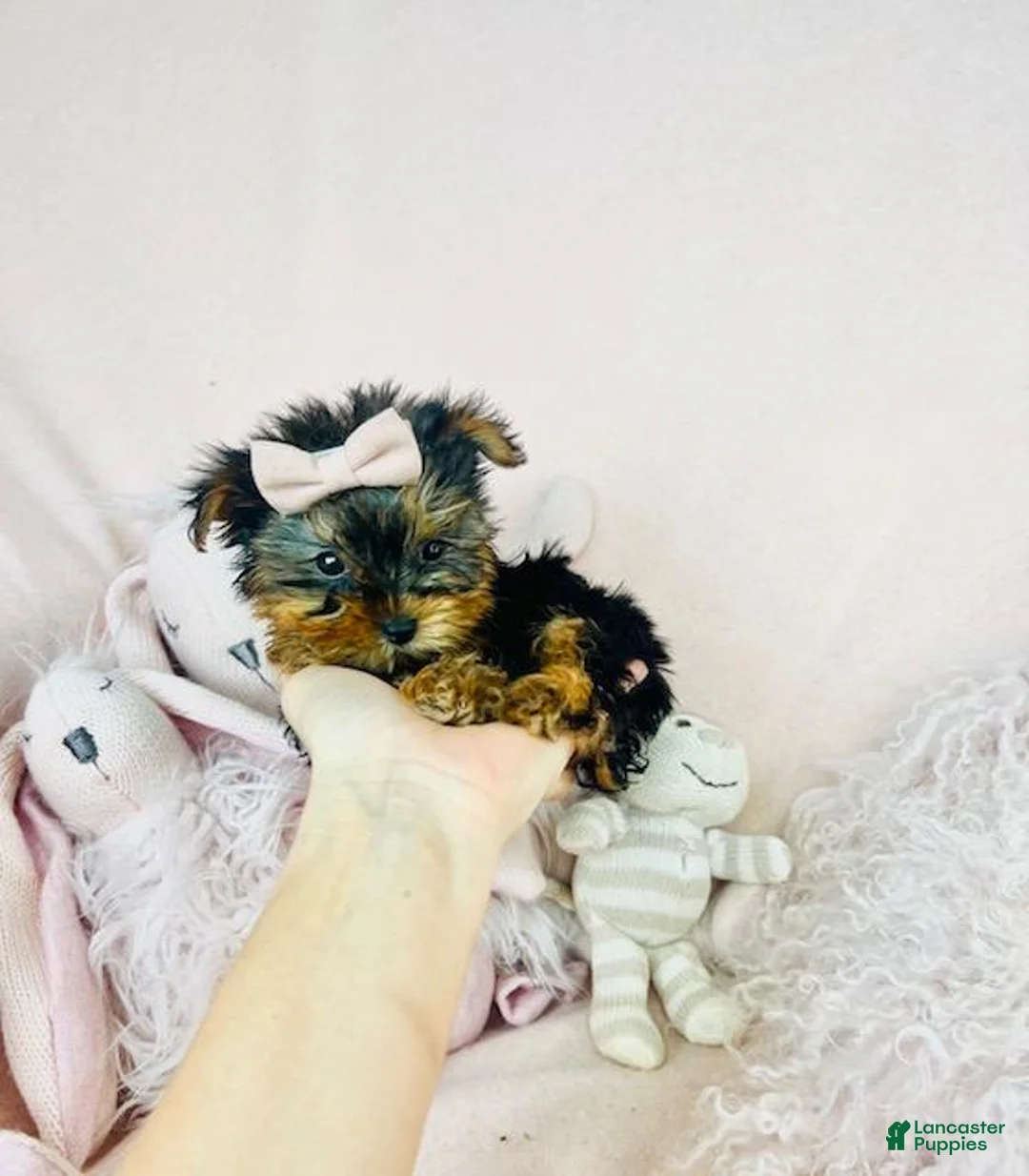 Yorkshire Terrier dogs for sale: Teacup Yorkshire Terrier Puppy 1 - Ad 1