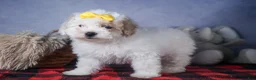 Bichpoo dogs for sale: Snowflake - Ad 17