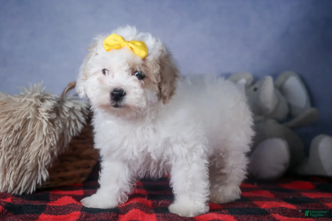 Bichpoo dogs for sale: Snowflake - Ad 17