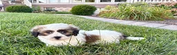 Mixed Breed dogs for sale: Lhasa/Coton male 4 - Ad 5