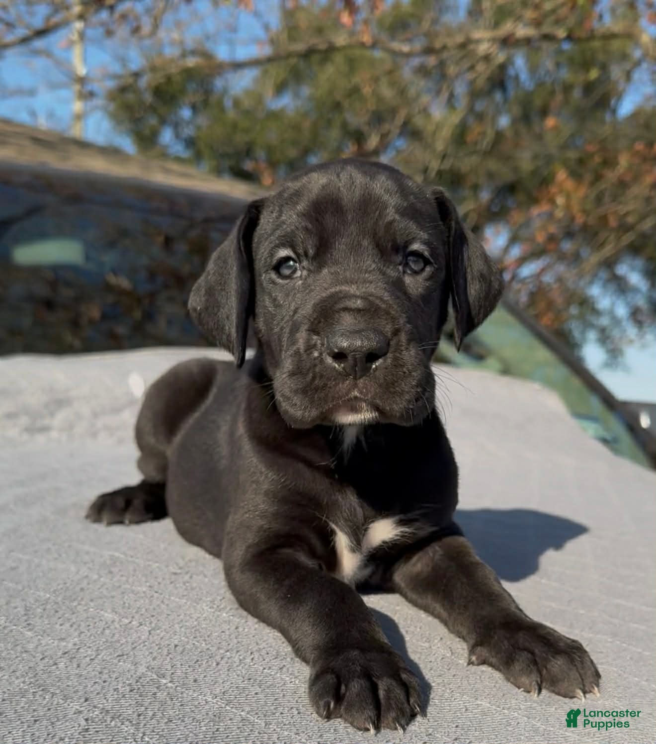 Great Dane dogs Vixen - Ad 17